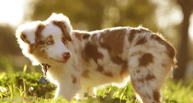 为什么只有黄金时间独得摄影师“专宠”？5大拍摄技巧，值得收藏