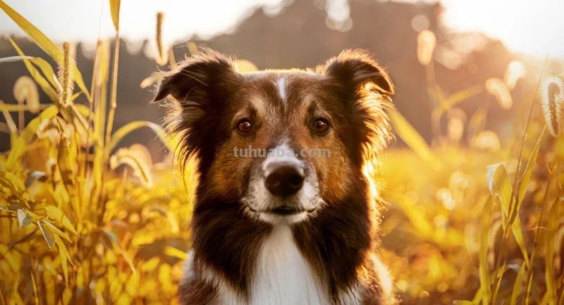 为什么只有黄金时间独得摄影师“专宠”？5大拍摄技巧，值得收藏