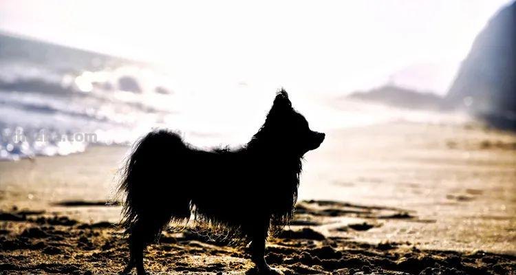 为什么只有黄金时间独得摄影师“专宠”？5大拍摄技巧，值得收藏