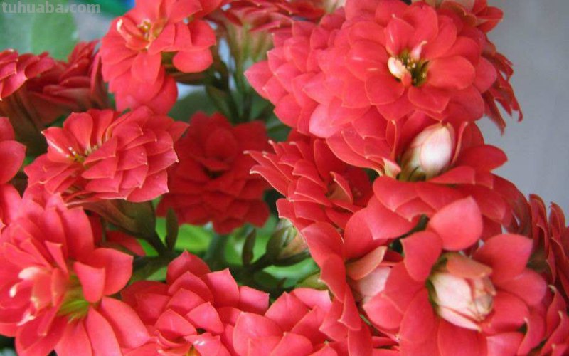 花有多种寓意，20种花的花语代表不同意义，值得转发分享