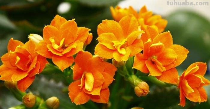 花有多种寓意，20种花的花语代表不同意义，值得转发分享