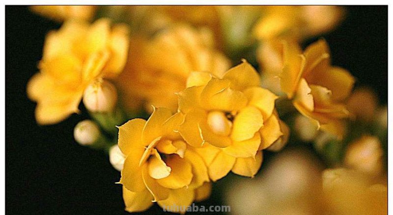 花有多种寓意，20种花的花语代表不同意义，值得转发分享