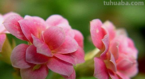 花有多种寓意，20种花的花语代表不同意义，值得转发分享