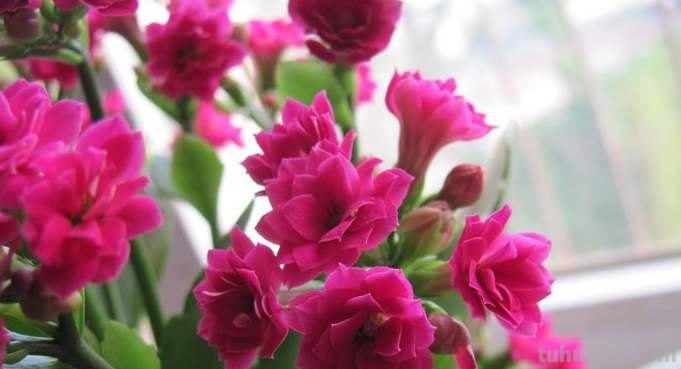 花有多种寓意，20种花的花语代表不同意义，值得转发分享