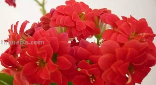 花有多种寓意，20种花的花语代表不同意义，值得转发分享