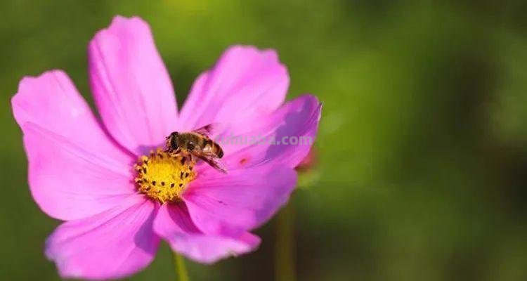 这5个拍摄技巧,帮助你更好地拍好照片 这5个拍摄技巧,帮助你更好地拍好照片