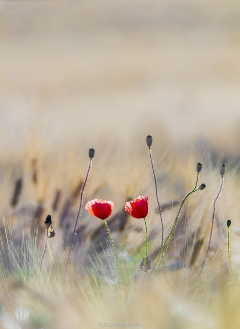 这5个摄影小技巧，实用简单，还有后期换天教程，小白请收藏