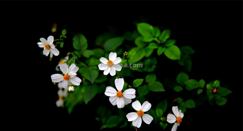 这5个摄影小技巧，实用简单，还有后期换天教程，小白请收藏