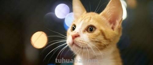 摄影：4种常用的拍摄技巧，教你更轻松拍出好照片