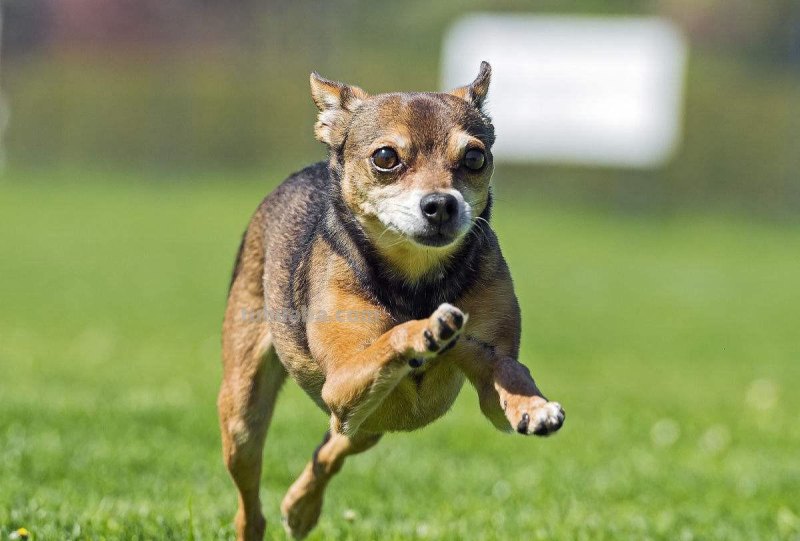 摄影：4种常用的拍摄技巧，教你更轻松拍出好照片