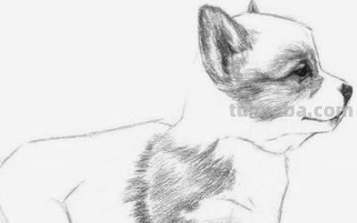 速写 动物速写动物临摹