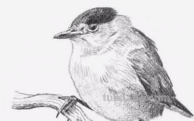 速写 动物速写动物临摹