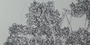 风景速写 树风景速写树的画法