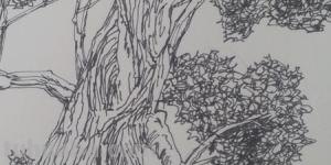 风景速写 树风景速写树的画法