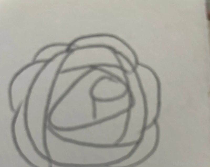 速写玫瑰花速写玫瑰花图片大全