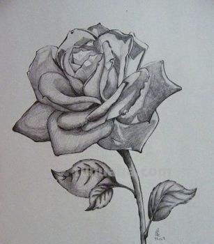 速写玫瑰花速写玫瑰花图片大全