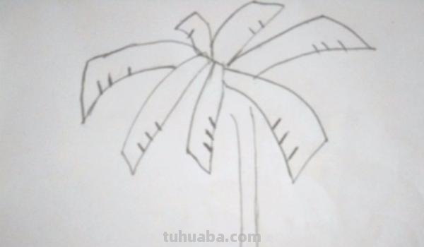 椰子树速写椰子树速写图片