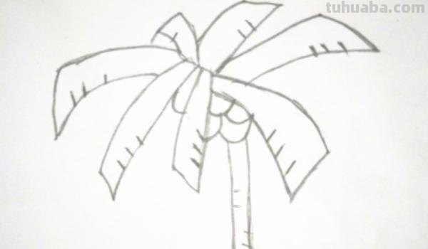 椰子树速写椰子树速写图片