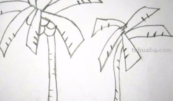 椰子树速写椰子树速写图片