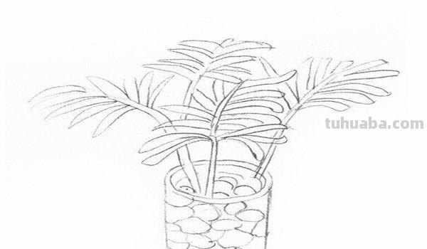 椰子树速写椰子树速写图片