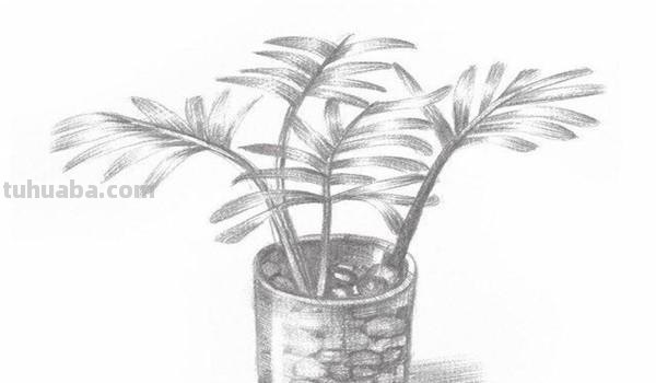 椰子树速写椰子树速写图片