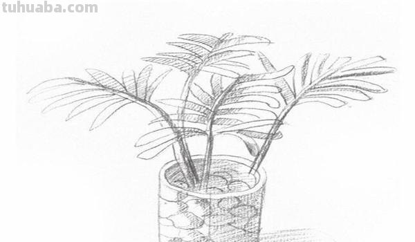 椰子树速写椰子树速写图片