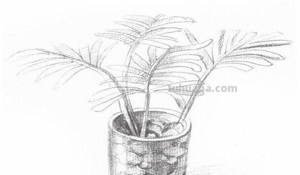 椰子树速写椰子树速写图片