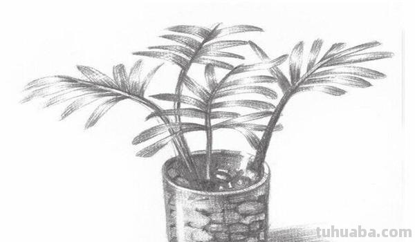 椰子树速写椰子树速写图片
