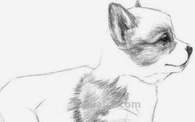 动物的速写动物的速写画