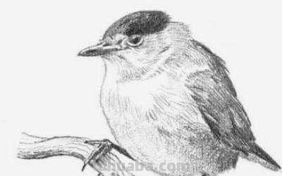 动物的速写动物的速写画