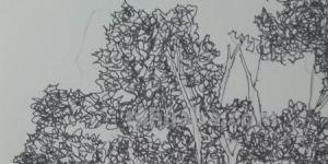 钢笔速写树钢笔速写树木 钢笔速写树钢笔速写树木