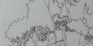 建筑速写树建筑速写树的画法 建筑速写树建筑速写树的画法