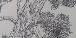 建筑速写树建筑速写树的画法 建筑速写树建筑速写树的画法