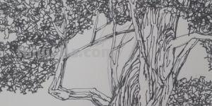 建筑速写树建筑速写树的画法 建筑速写树建筑速写树的画法