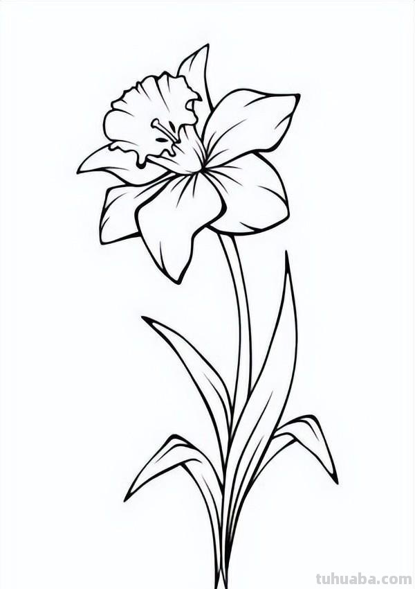 简笔画花卉的画法，分享一些线稿手绘资料