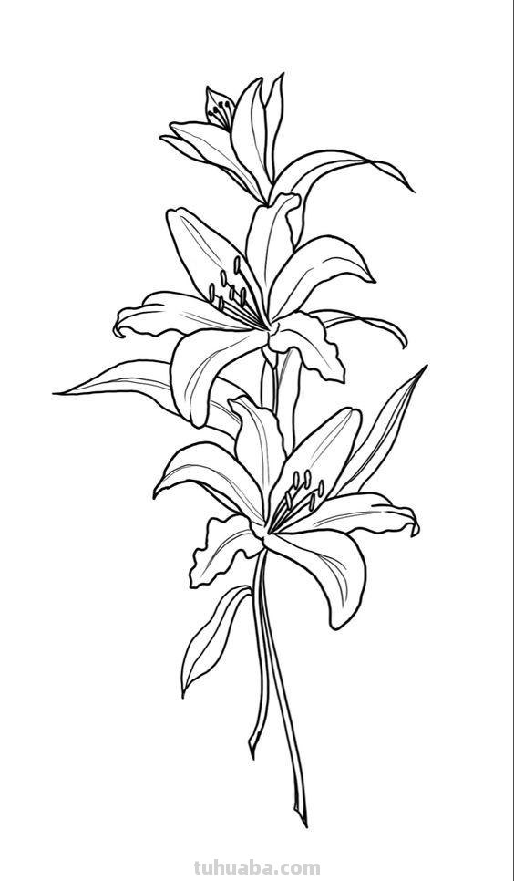 简笔画花卉的画法，分享一些线稿手绘资料