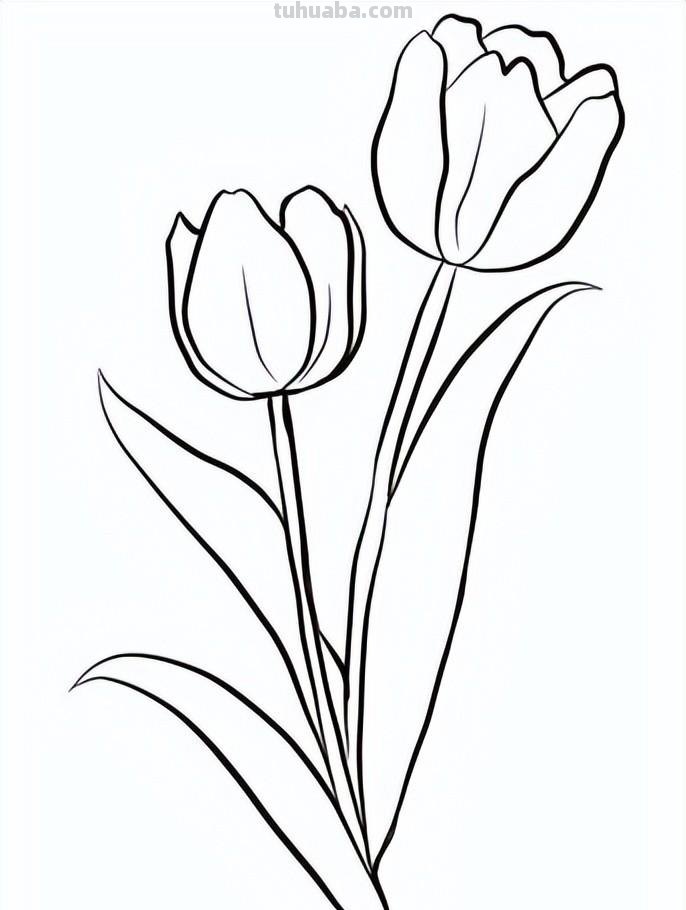 简笔画花卉的画法，分享一些线稿手绘资料