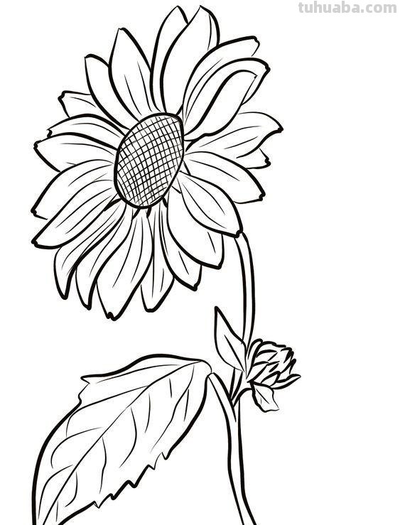 简笔画花卉的画法，分享一些线稿手绘资料
