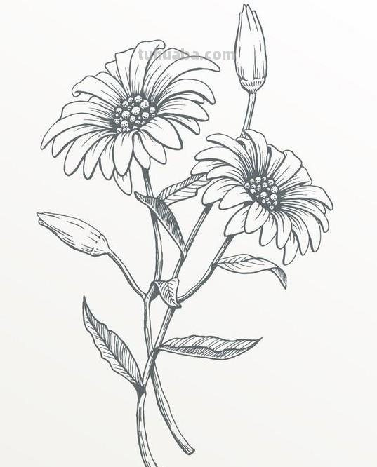 简笔画花卉的画法，分享一些线稿手绘资料