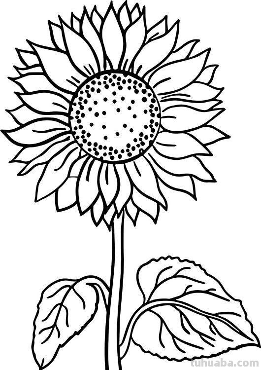 简笔画花卉的画法，分享一些线稿手绘资料