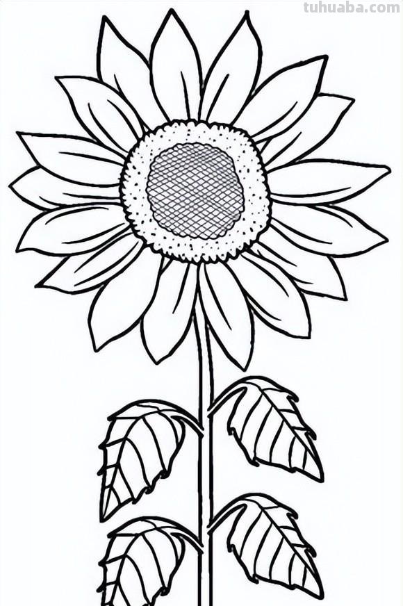 简笔画花卉的画法，分享一些线稿手绘资料