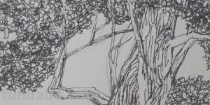 柳树的速写柳树的速写画法 柳树的速写柳树的速写画法