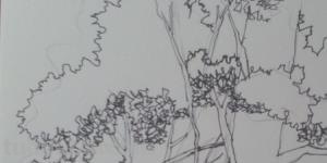 树速写怎么画技巧树速写怎么画技巧视频 树速写怎么画技巧树速写怎么画技巧视频