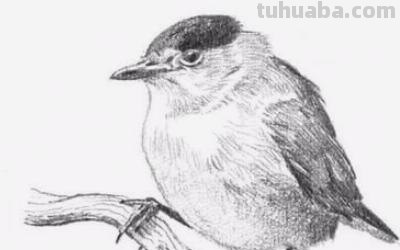速写画技巧动物速写画技巧动物图片