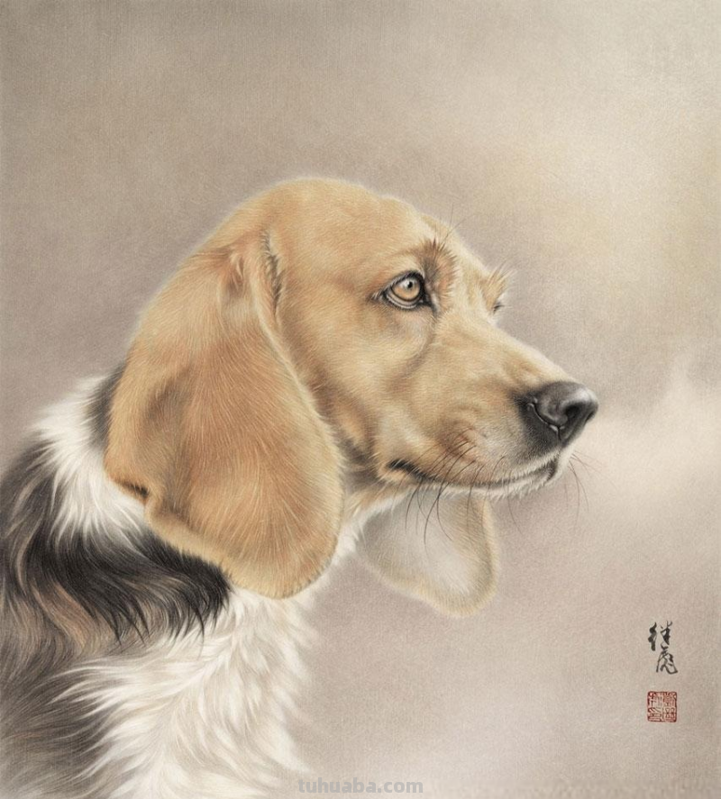 狗狗的速写狗狗的速写图片 狗狗的速写狗狗的速写图片