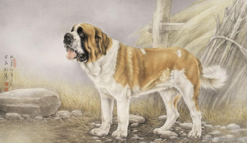 狗狗的速写狗狗的速写图片 狗狗的速写狗狗的速写图片