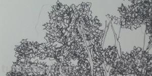 树的画技巧法速写树的画技巧法速写图片 树的画技巧法速写树的画技巧法速写图片