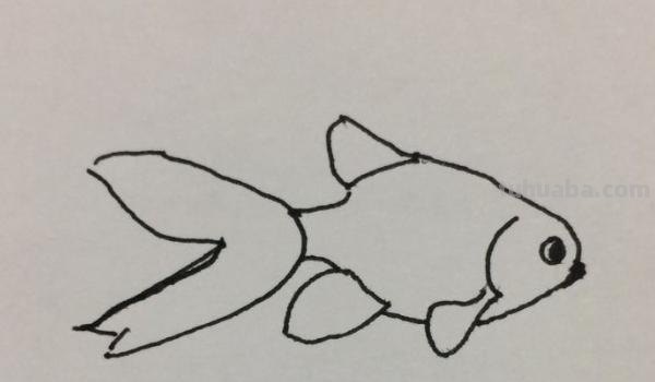 速写的金鱼速写金鱼的画法
