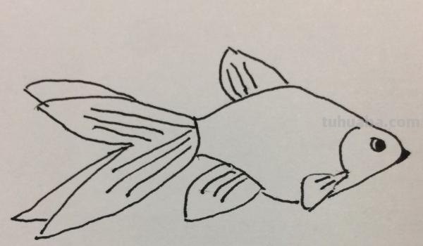 速写的金鱼速写金鱼的画法