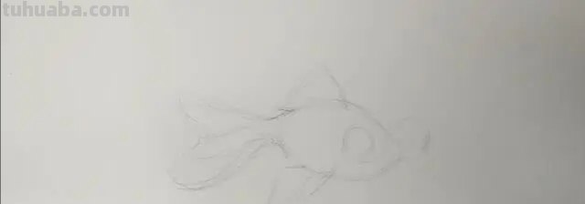 速写的金鱼速写金鱼的画法
